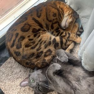 Meet your Posher, Janine